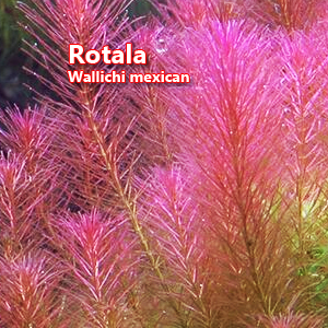 Rotala Wallichi mexican